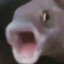 Biolofish