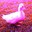 the pink duck