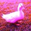 the pink duck