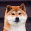 Shiba Inus