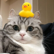 FLŰGGÅƏNK∂€ČHIŒβØL∫