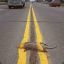 Roadkill