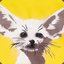 Fennec_BOB