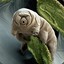 Waterbear