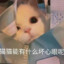 小猫咪能有什么坏心眼