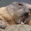 Marmot