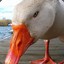 2 funny goose