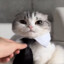 $?Mr.Mr.Mr_CaT!^