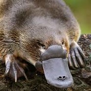 Platypus Boi avatar