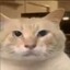 NumFox117