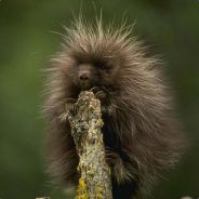 TheUgly  Payne - steam id 76561197965846392