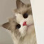 wwwonderCat