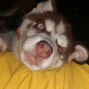 胡萝卜融化了小兔子很伤心