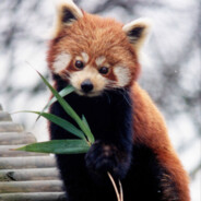 Red_Panda avatar