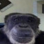 Chimpston