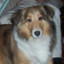 Shetland Sheepdog