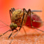 Biolab-Mosquito