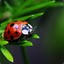 LadyBug