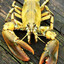 Red Lobster