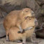 Miskolci capybara