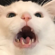 TheCatsMeow