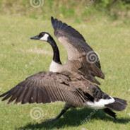 GooseFighter142