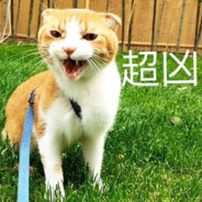 超级猫猪