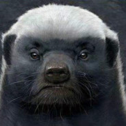 honey badger