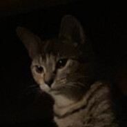 Avatar snapshot