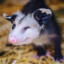 Opossum