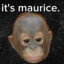 Maurice