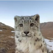 理塘絕兇の猛虎！