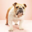 Bulldog Sohaib