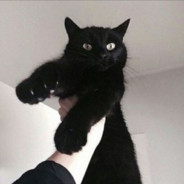 全群最帅的黑猫