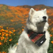 要看我辟谷吗？