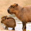 Enraged Capybara
