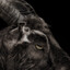 BWC GOAT KILLER!