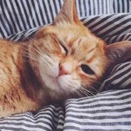 雨晴香拂醉于人心