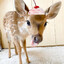 Deergirl Gaming