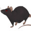 Darkrat