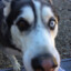 DraftyPuppy9269