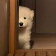 年愁今夜未到乡