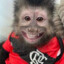 macaco flamenguista
