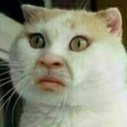 单身狗协会副会长