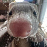 Kevdu