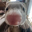 Kevdu