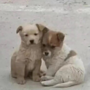 甜甜的女孩也有咸咸的