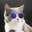 Gatinho rico