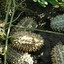 Meguru Bachira