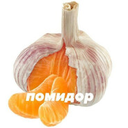 УЛЬТАНУЛ В ШТАНЫ